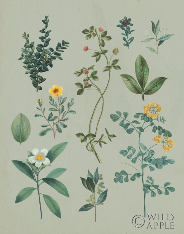 Reproduction of Victorian Garden V by Wild Apple Portfolio - Wall Decor Art