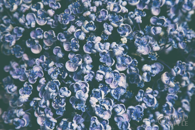 Reproduction of Lilac Closeup by Aledanda - Wall Decor Art