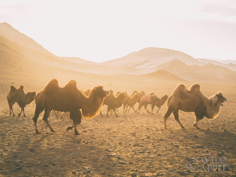 Reproduction of Camels on the Move Crop by Aledanda - Wall Decor Art