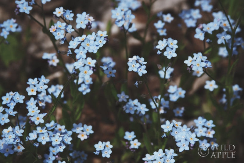 Reproduction of Forget Me Nots II by Laura Marshall - Wall Decor Art