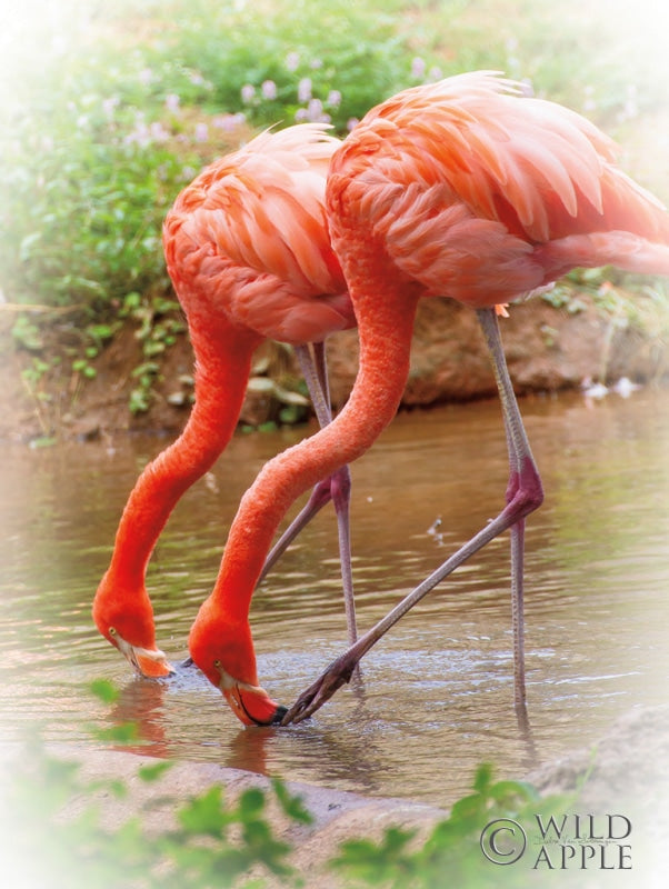 Reproduction of Two Flamingos by Debra Van Swearingen - Wall Decor Art