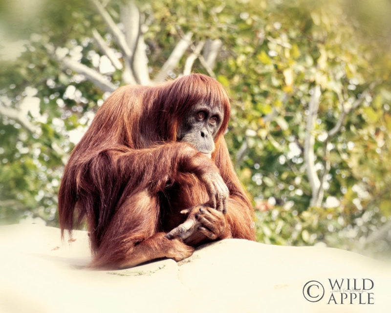 Reproduction of Orangutan by Debra Van Swearingen - Wall Decor Art