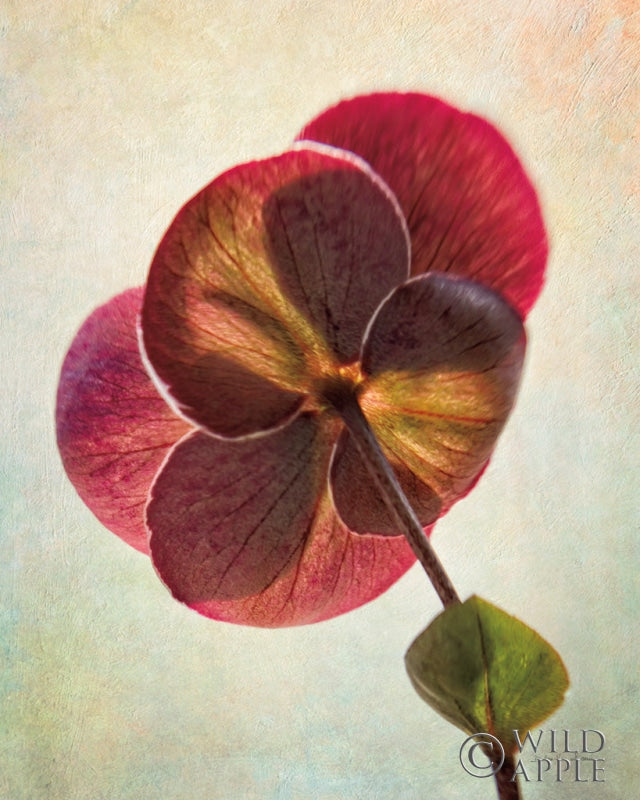 Reproduction of Lenton Rose II by Debra Van Swearingen - Wall Decor Art