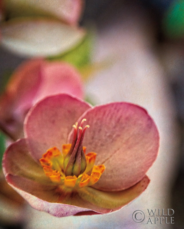 Reproduction of Lenton Rose III by Debra Van Swearingen - Wall Decor Art