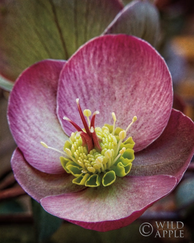 Reproduction of Lenton Rose IV by Debra Van Swearingen - Wall Decor Art