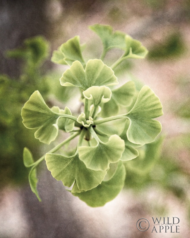 Reproduction of Sprouting Ginkgo II by Debra Van Swearingen - Wall Decor Art