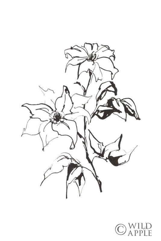 Reproduction of Line Clematis by Chris Paschke - Wall Decor Art