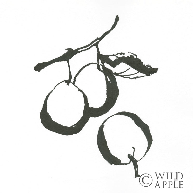 Reproduction of Plums II BW by Chris Paschke - Wall Decor Art