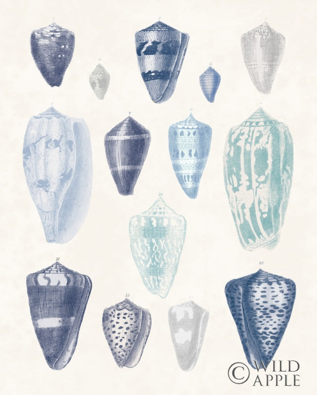 Reproduction of Blue Shell Assortment I by Wild Apple Portfolio - Wall Decor Art