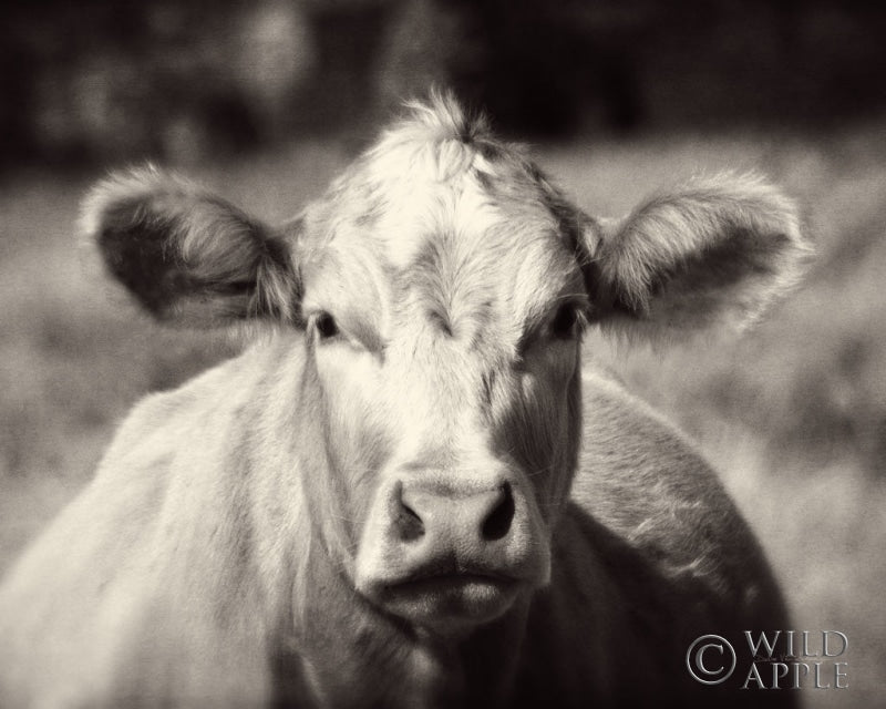Reproduction of Pasture Cow by Debra Van Swearingen - Wall Decor Art