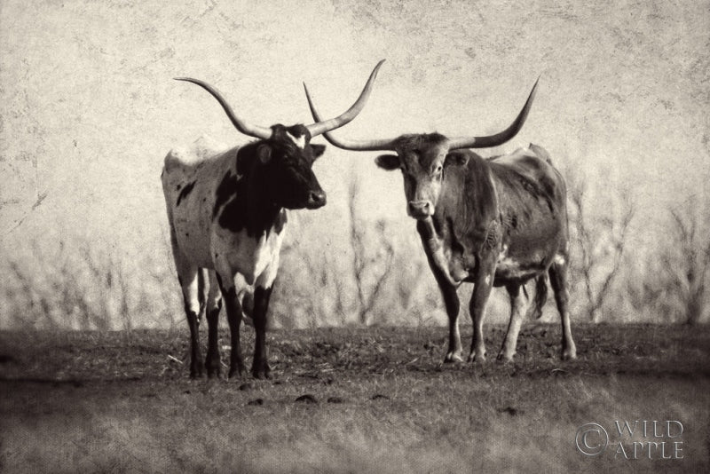 Reproduction of Texas Longhorns Crop by Debra Van Swearingen - Wall Decor Art