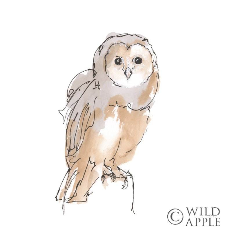 Reproduction of Barn Owl VIII by Chris Paschke - Wall Decor Art