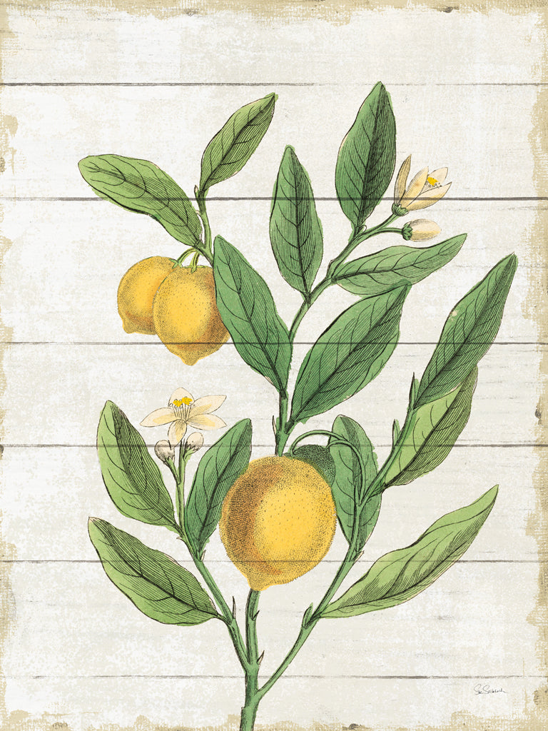 Reproduction of Classic Citrus V Shiplap by Sue Schlabach - Wall Decor Art
