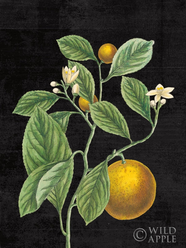 Reproduction of Classic Citrus VI Black No Words by Sue Schlabach - Wall Decor Art