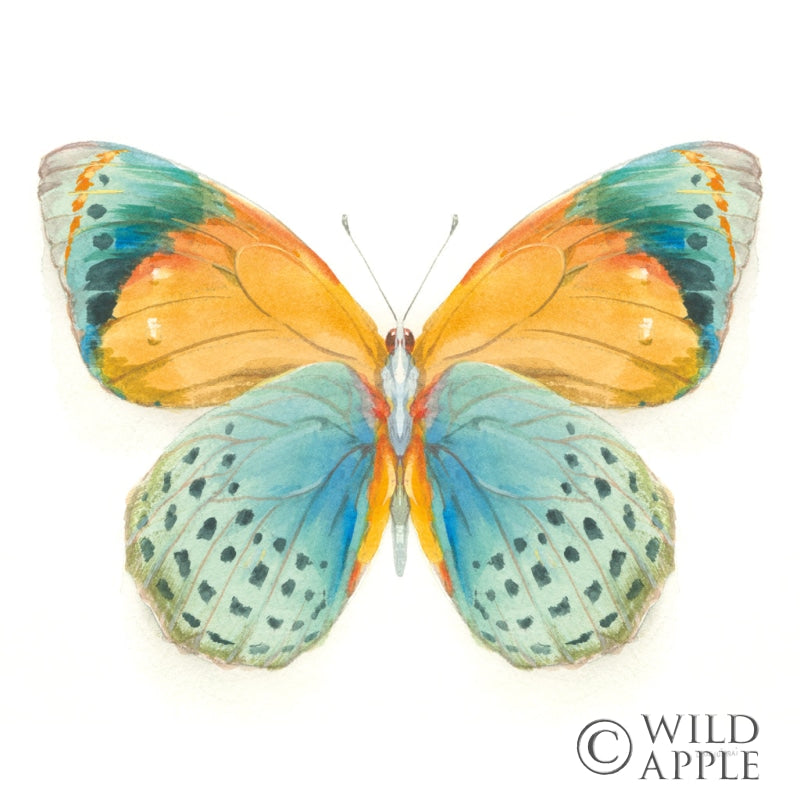 Reproduction of Fragile Wings Butterfly I by Danhui Nai - Wall Decor Art