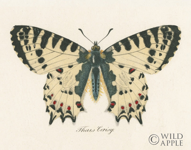 Reproduction of Natures Butterfly I by Wild Apple Portfolio - Wall Decor Art