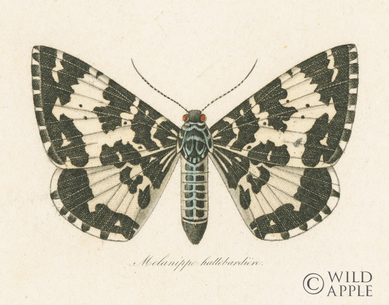 Reproduction of Natures Butterfly II by Wild Apple Portfolio - Wall Decor Art