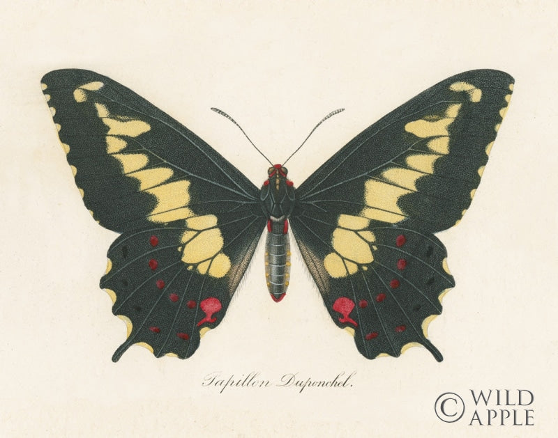 Reproduction of Natures Butterfly VI by Wild Apple Portfolio - Wall Decor Art