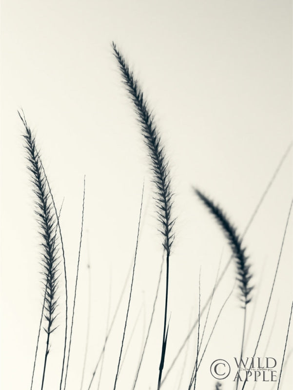Reproduction of Field Grasses IV by Debra Van Swearingen - Wall Decor Art