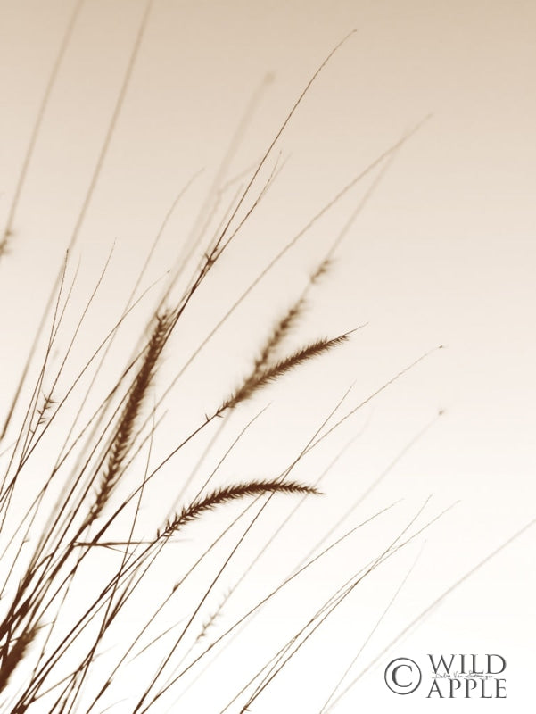 Reproduction of Field Grasses I Sepia by Debra Van Swearingen - Wall Decor Art