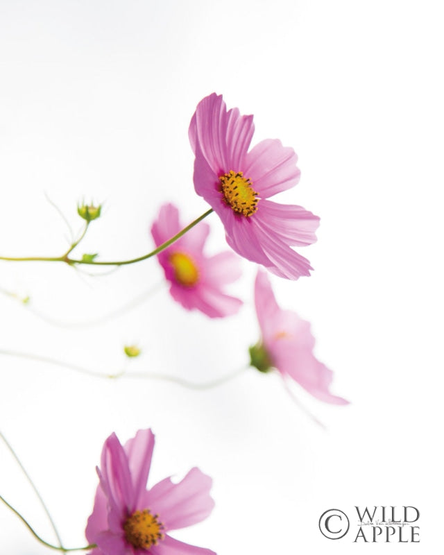 Reproduction of Pale Cosmos I by Debra Van Swearingen - Wall Decor Art