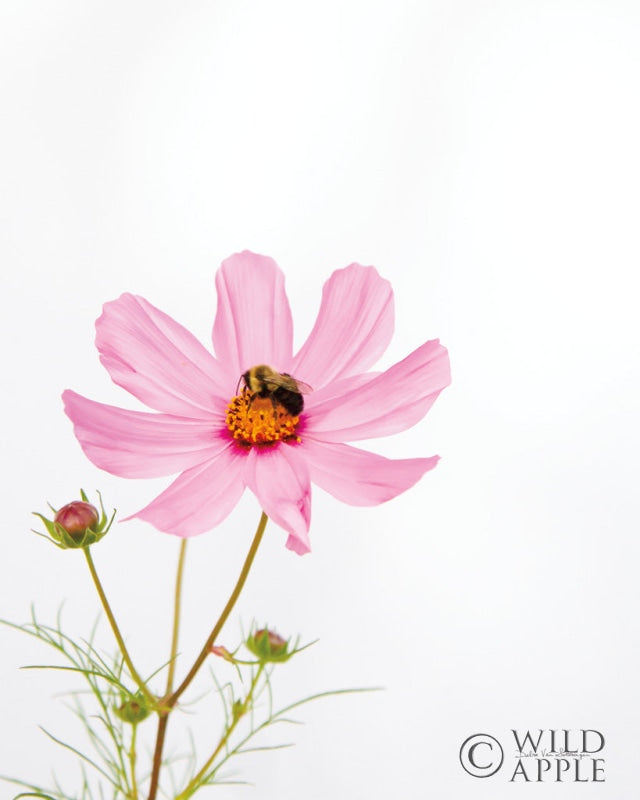 Reproduction of Pale Cosmos II by Debra Van Swearingen - Wall Decor Art