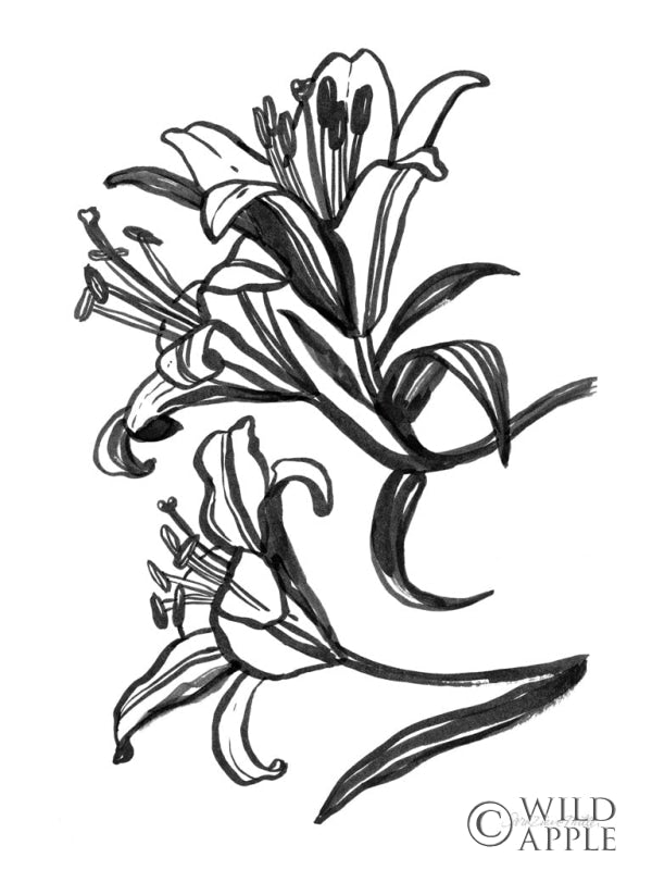 Reproduction of Ink Lilies II by Sara Zieve Miller - Wall Decor Art