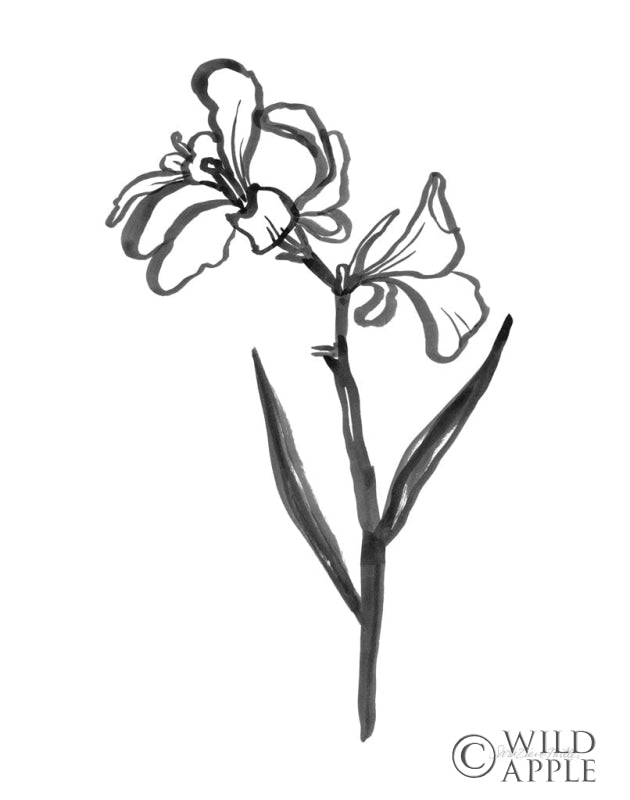 Reproduction of Ink Flower II by Sara Zieve Miller - Wall Decor Art