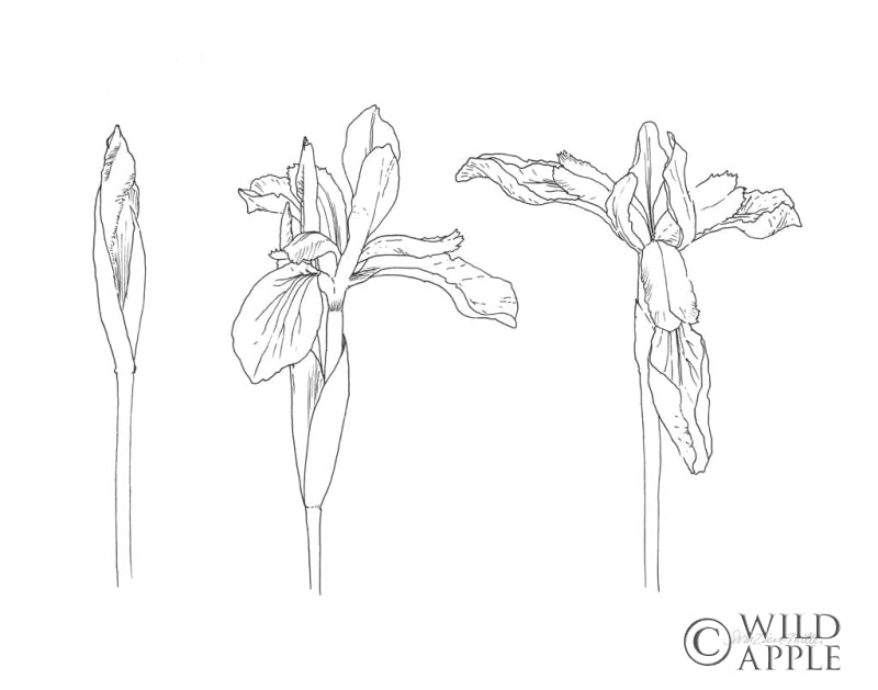 Reproduction of Sketched Iris by Sara Zieve Miller - Wall Decor Art