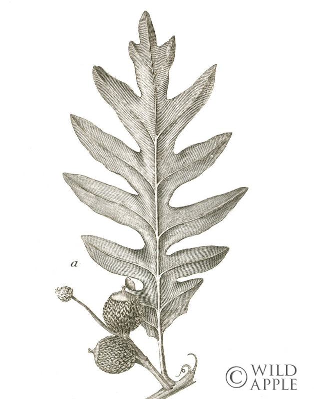 Reproduction of Histoire Naturelle Leaves I by Wild Apple Portfolio - Wall Decor Art
