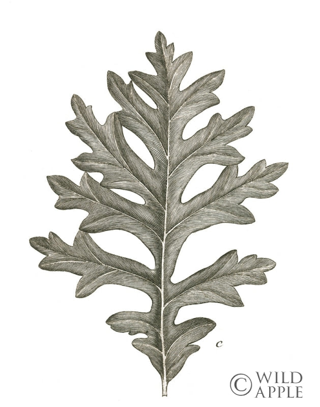 Reproduction of Histoire Naturelle Leaves II by Wild Apple Portfolio - Wall Decor Art