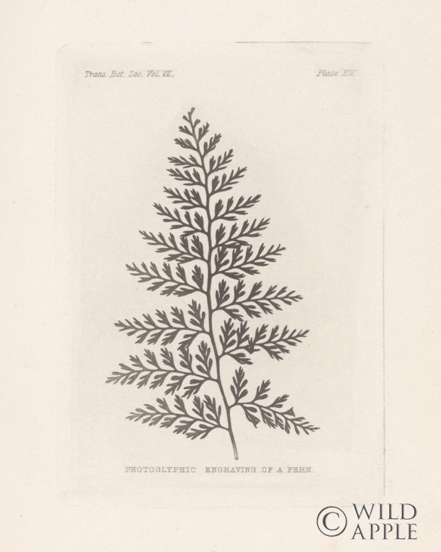Reproduction of Fern Engraving by Wild Apple Portfolio - Wall Decor Art