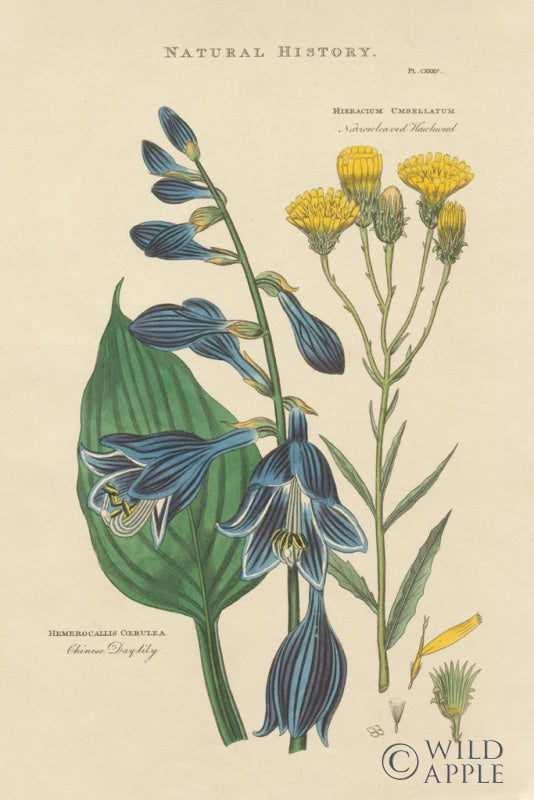 Reproduction of Botanical Print I by Wild Apple Portfolio - Wall Decor Art