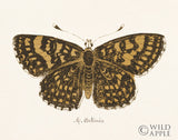 Reproduction of Antique Butterfly II by Wild Apple Portfolio - Wall Decor Art