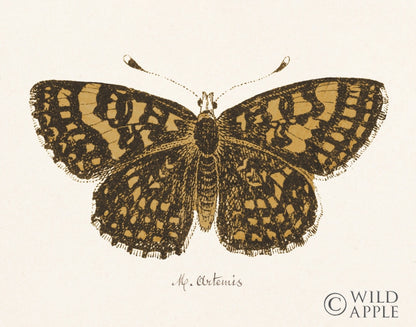 Reproduction of Antique Butterfly II by Wild Apple Portfolio - Wall Decor Art