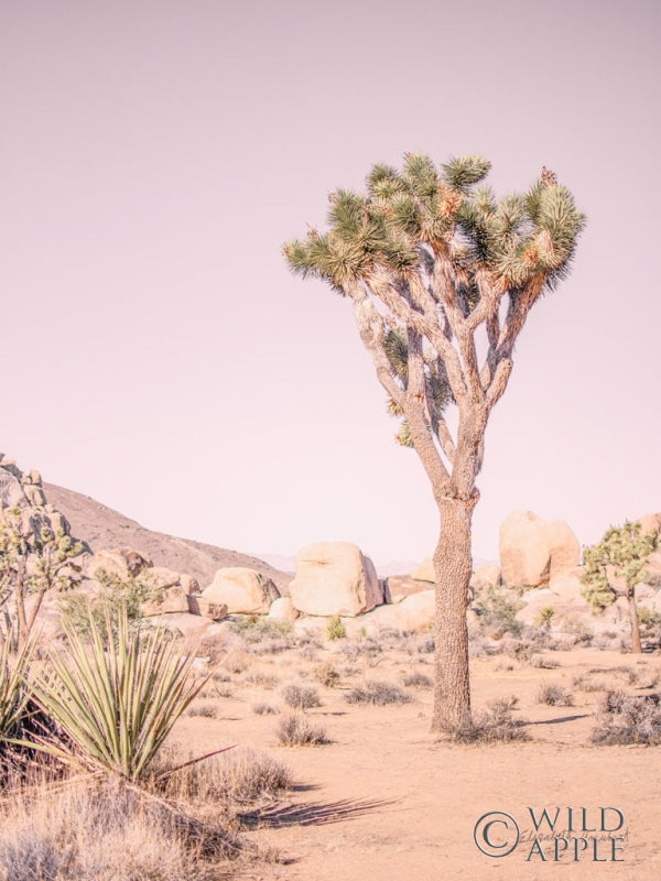 Reproduction of Joshua Tree III Blush Crop by Elizabeth Urquhart - Wall Decor Art