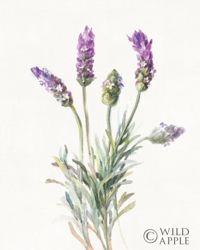 Reproduction of Floursack Lavender II on Linen by Danhui Nai - Wall Decor Art
