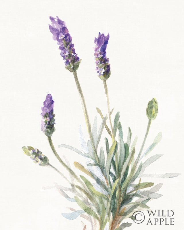 Reproduction of Floursack Lavender III on Linen by Danhui Nai - Wall Decor Art
