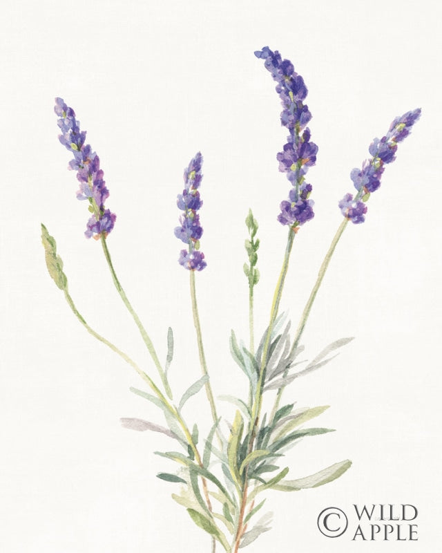 Reproduction of Floursack Lavender IV on Linen by Danhui Nai - Wall Decor Art