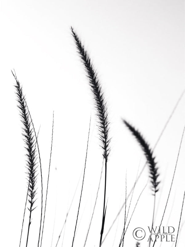 Reproduction of Field Grasses IV White by Debra Van Swearingen - Wall Decor Art