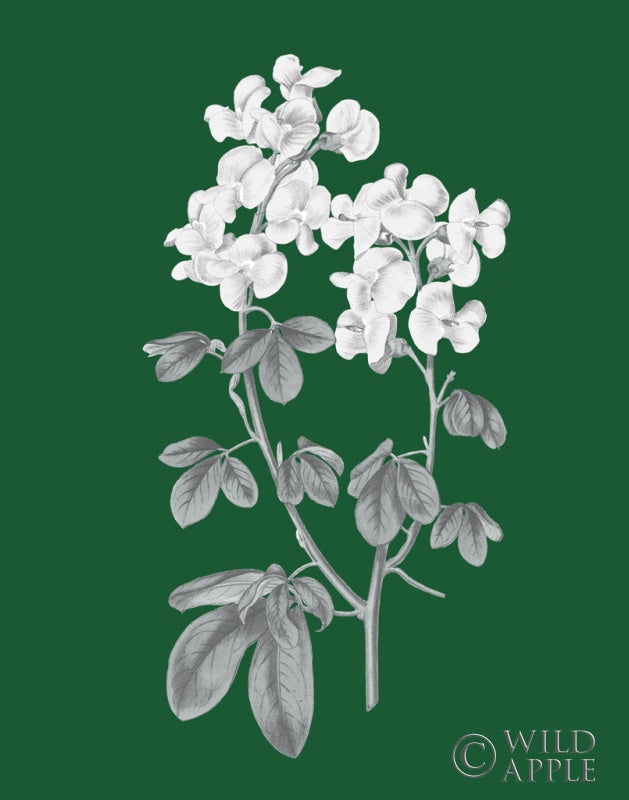 Reproduction of Green Botanical III by Wild Apple Portfolio - Wall Decor Art