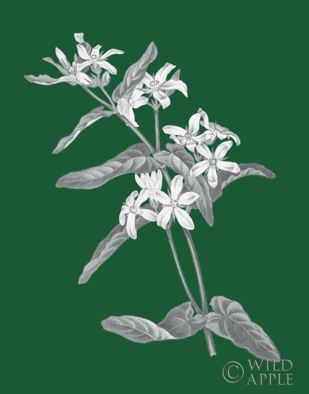 Reproduction of Green Botanical IV by Wild Apple Portfolio - Wall Decor Art