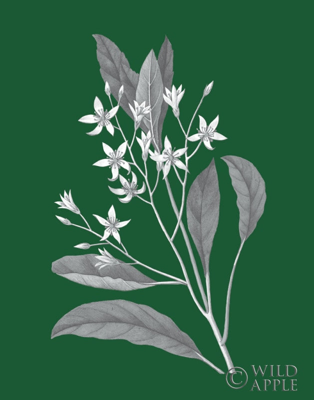 Reproduction of Green Botanical V by Wild Apple Portfolio - Wall Decor Art