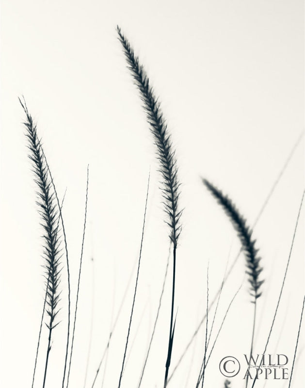 Reproduction of Field Grasses IV BW Crop by Debra Van Swearingen - Wall Decor Art