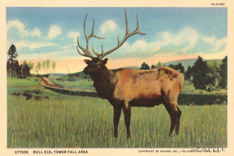 Reproduction of Elk I Crop by Wild Apple Portfolio - Wall Decor Art