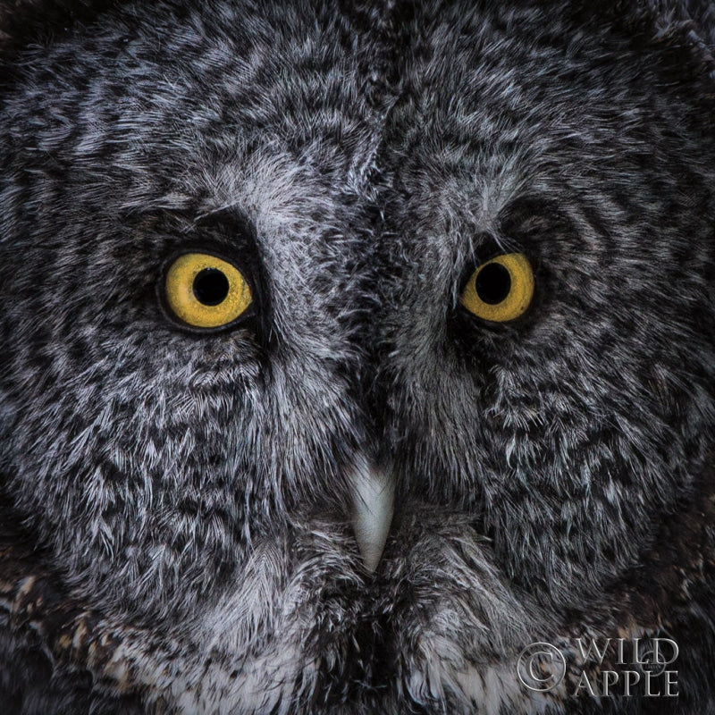 Reproduction of Great Grey Owl by Nathan Larson - Wall Decor Art