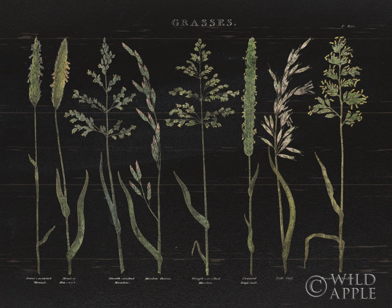 Reproduction of Herbal Botanical VII Black Wood by Wild Apple Portfolio - Wall Decor Art