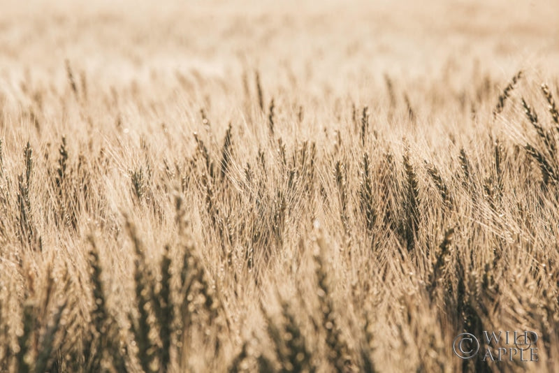 Dakota Wheat Fields