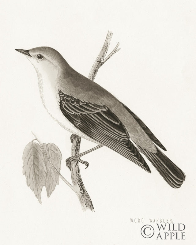 Reproduction of Engraved Birds III BW by Wild Apple Portfolio - Wall Decor Art