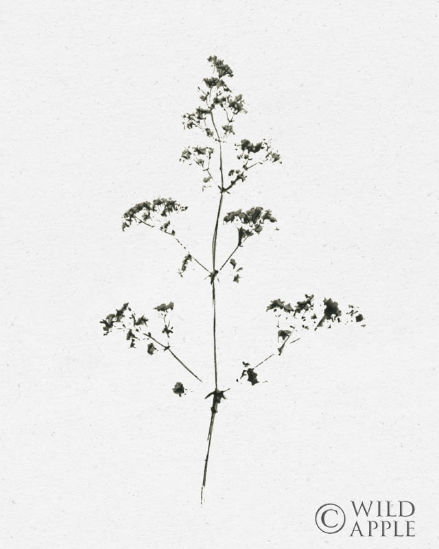 Reproduction of Nature Print by Moira Hershey - Wall Decor Art